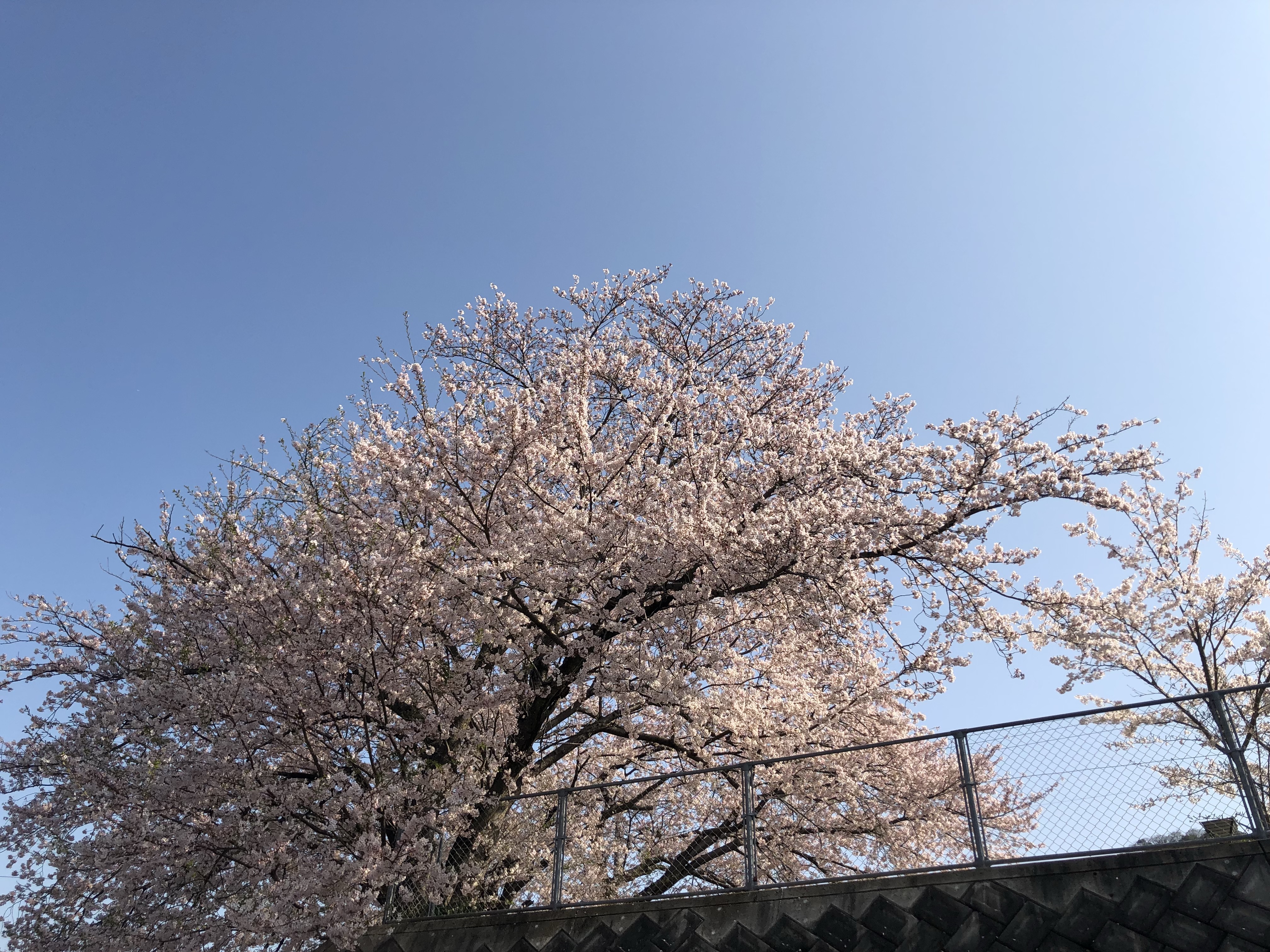 住んでいる住宅付近の桜