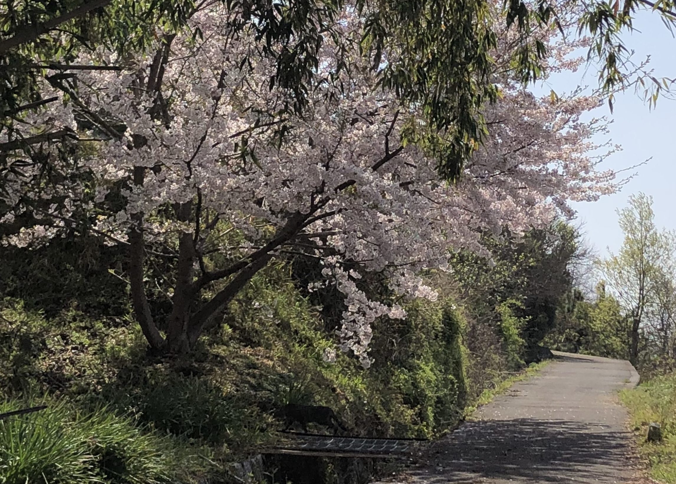 弓削高校の裏山にて桜とネコ