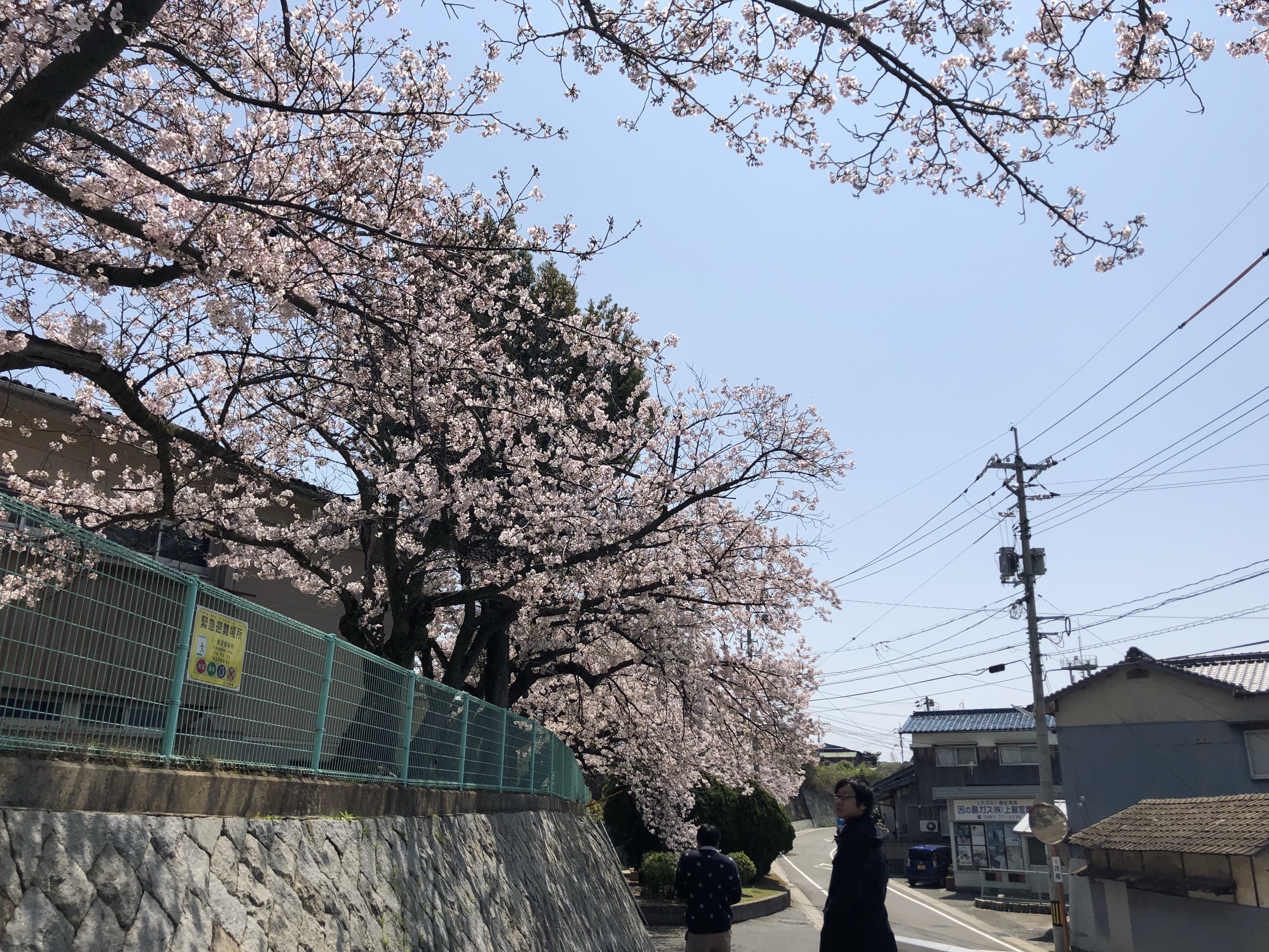 弓削高校校門付近の桜